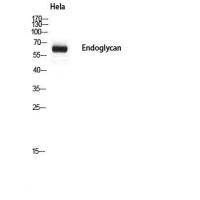 Endoglycan Polyclonal Antibody