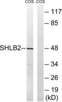 Endophilin B2 Polyclonal Antibody