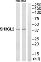 Endophilin I Polyclonal Antibody