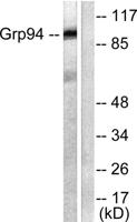 Endoplasmin Polyclonal Antibody