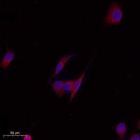 Endoplasmin Polyclonal Antibody