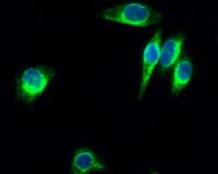 Enolase Polyclonal Antibody