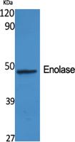 Enolase Polyclonal Antibody