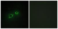Enterokinase HC Polyclonal Antibody
