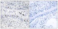 ENX-2 Polyclonal Antibody