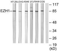 ENX-2 Polyclonal Antibody