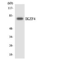 Eos Polyclonal Antibody