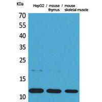 Eotaxin Polyclonal Antibody