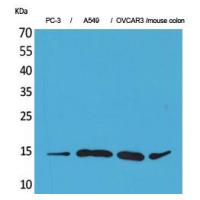 Eotaxin-3 Polyclonal Antibody
