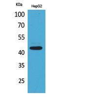 EP1 Polyclonal Antibody