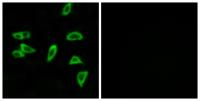 EP3 Polyclonal Antibody