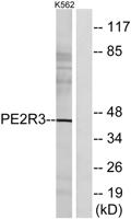 EP3 Polyclonal Antibody