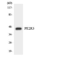 EP3 Polyclonal Antibody
