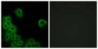 EP4 Polyclonal Antibody