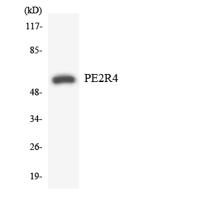 EP4 Polyclonal Antibody