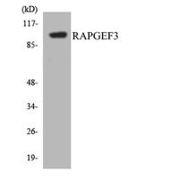 Epac Polyclonal Antibody