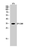 EP-CAM Polyclonal Antibody