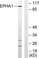 EphA1 Polyclonal Antibody