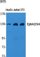 EphA2/3/4 Polyclonal Antibody