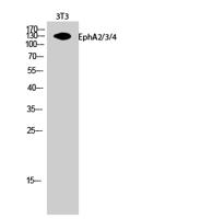 EphA2/3/4 Polyclonal Antibody