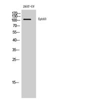 EphA3 Polyclonal Antibody