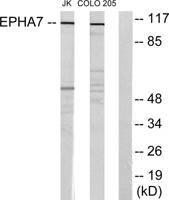 EphA7 Polyclonal Antibody