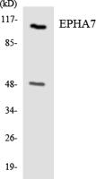 EphA7 Polyclonal Antibody