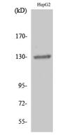 EphB1/2 Polyclonal Antibody