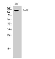 EphB2 Polyclonal Antibody