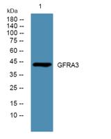 GFRA3 Polyclonal Antibody