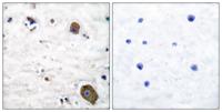 GFRα-1 Polyclonal Antibody