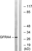 GFRα-4 Polyclonal Antibody