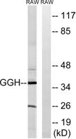 GGH Polyclonal Antibody