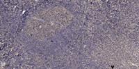 GGH Polyclonal Antibody