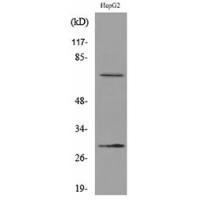 GGT1 Polyclonal Antibody
