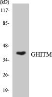 GHITM Polyclonal Antibody