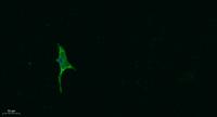 Ghrelin Polyclonal Antibody
