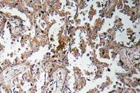 Ghrelin Polyclonal Antibody