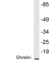 Ghrelin Polyclonal Antibody