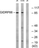 GIDRP88 Polyclonal Antibody