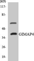 GIMAP4 Polyclonal Antibody