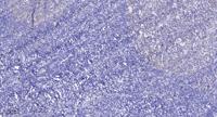 GIMAP4 Polyclonal Antibody