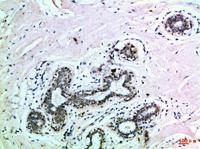 EphB3 Polyclonal Antibody