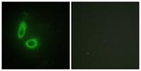Ephrin-A1 Polyclonal Antibody