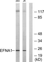 Ephrin-A1 Polyclonal Antibody