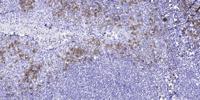 Ephrin-A1 Polyclonal Antibody