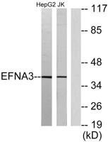 Ephrin-A3 Polyclonal Antibody