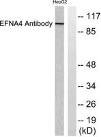 Ephrin-A4 Polyclonal Antibody