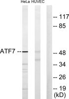 ATF-7 Polyclonal Antibody