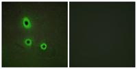 Ephrin-A5 Polyclonal Antibody